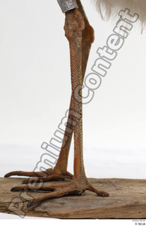 Black stork leg 0028.jpg